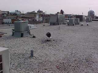 Flat roof with stone cover
